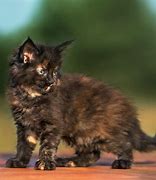 Image result for Tortoise Shell Lion Kitten