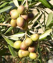 Image result for Mission Olive Tree