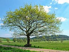 Image result for May Day Tree