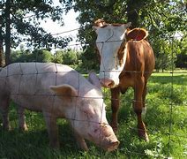 Image result for SWR Pig