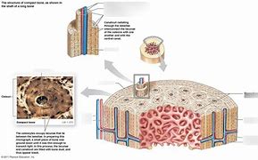 Image result for Osteon Labeling