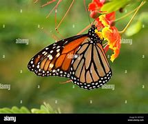 Image result for Butterfly Wings Slightly Closed