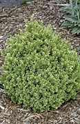 Image result for Boxwood Buxus Sempervirens