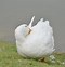 Image result for baby white ducks names