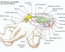 Image result for Cephalopod Internal Shell