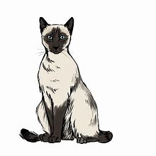 Image result for Siamese Cat Boy