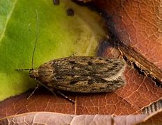 Image result for Domestic Brown Moth