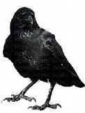 Image result for Crow Smile.gif