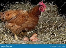 Image result for Farst Is Hen and Egg