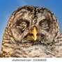 Image result for Owl Eyes Closed