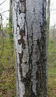 Image result for Oak Tree Bark Disease