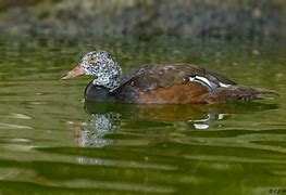 Image result for White-winged Wood Duck