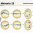 Image result for Product of Meiosis