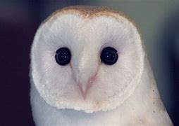 Image result for White Owl Animal