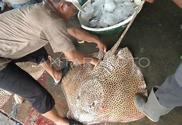 Image result for Ikan Pari Pasar