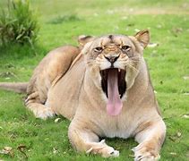 Image result for Lions Mame for a Cat