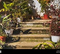 Image result for Flowers On Step We Take