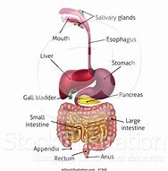 Image result for Digestive Tract