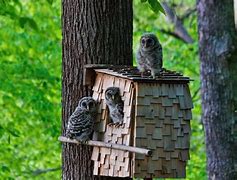 Image result for Barred Owl Nest Box