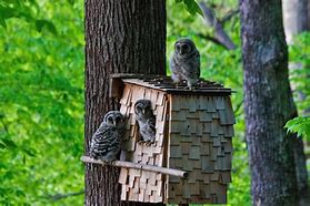 Image result for barred owl nest box camera