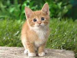 Image result for Cats Cute Kitty Please