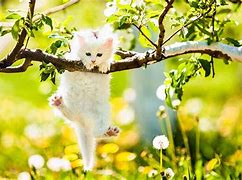 Image result for Spring Cat Wallpaper