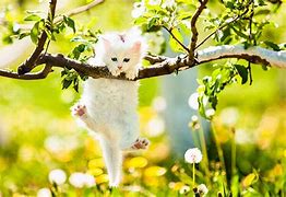 Image result for Spring Cats Banner