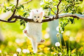 Image result for Spring Cat Screensavers