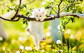 Image result for Spring Cat Screensavers