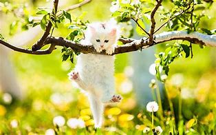 Image result for Cute Spring Cats