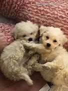 Image result for Bichon Terrier Puppies Mesa