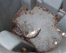 Image result for Bad Places to Hold a Rat