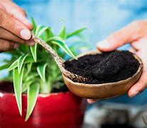 Image result for Plants That Love Coffee Grounds