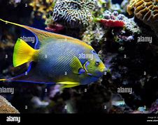 Image result for Blue and Yellow Angelfish