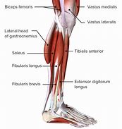 Image result for Lower Leg Muscles Diagram