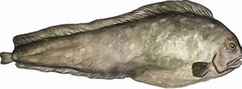 Image result for Northern WolfFish