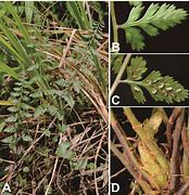 Image result for Athyrium Sori