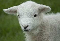 Image result for Cute Lamb Face