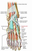 Image result for Dorsal Pedal Artery Anatomy