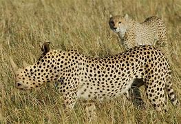 Image result for Cheetah Rhino