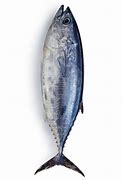 Image result for Tuna Viswa