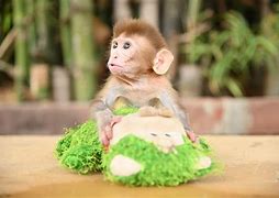 Image result for Darling Baby Monkey