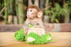 Image result for Baby Monkey G