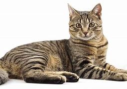 Image result for Female Tabby Cat