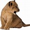 Image result for Male Lion with Cub Zoo