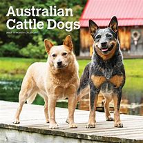 Image result for Cattle Dog Calendar