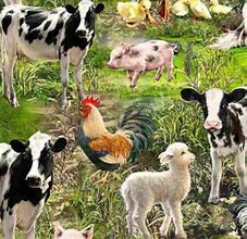 Image result for Farm Animal Cotton Fabric