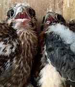 Image result for Baby Kestrel Rescue