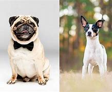 Image result for Pug Rat Terrier