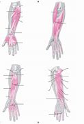 Image result for Wrist Muscles